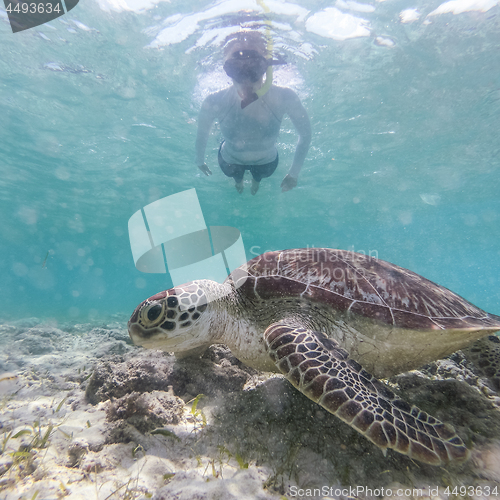 Image of Woman on vacations wearing snokeling mask swimming with sea turtle in turquoise blue water of Gili islands, Indonesia. Underwater photo.