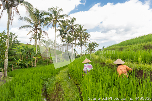 Image of Female farmers working in Jatiluwih rice terrace plantations on Bali, Indonesia, south east Asia.