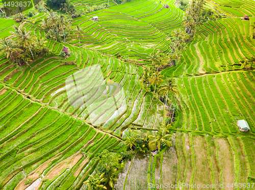 Image of Drone view of Jatiluwih rice terraces and plantation in Bali, Indonesia, with palm trees and paths.