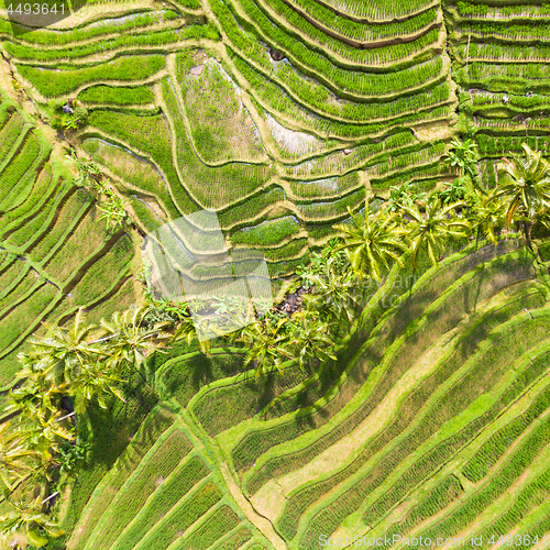 Image of Drone view of Jatiluwih rice terraces and plantation in Bali, Indonesia, with palm trees and paths.