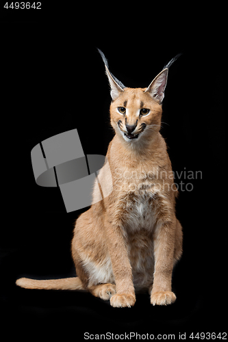 Image of Beautiful caracal lynx over black background