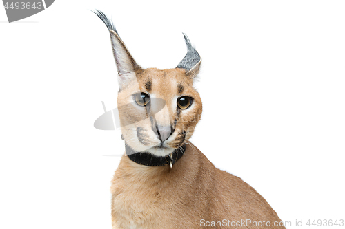 Image of Beautiful caracal lynx isolated on white