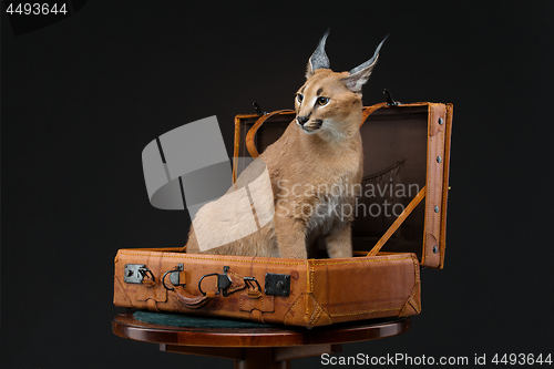 Image of Beautiful caracal lynx over black background