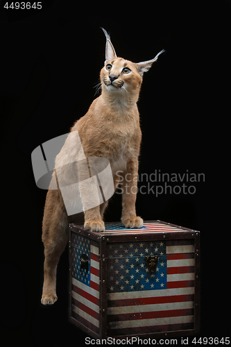 Image of Beautiful caracal lynx over black background