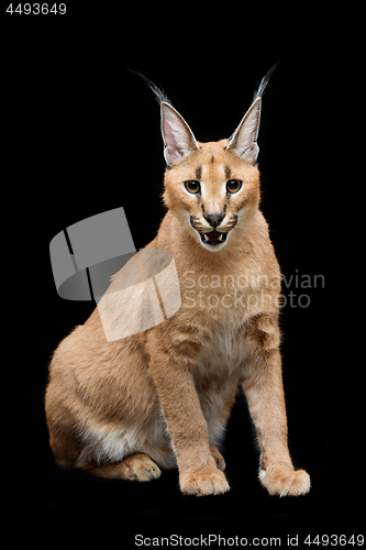 Image of Beautiful caracal lynx over black background