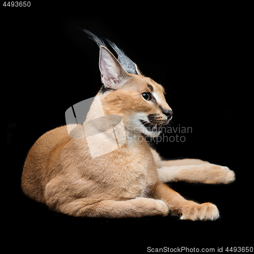 Image of Beautiful caracal lynx over black background