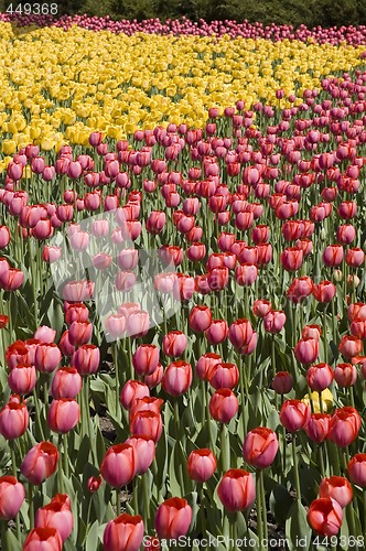 Image of tulips