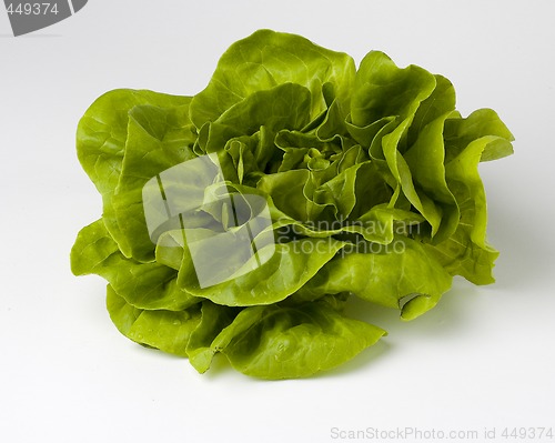 Image of Lettuce