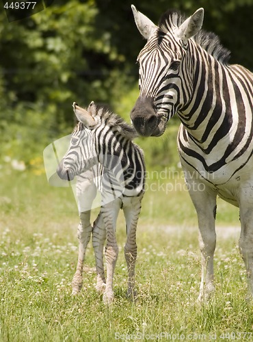 Image of Zebras