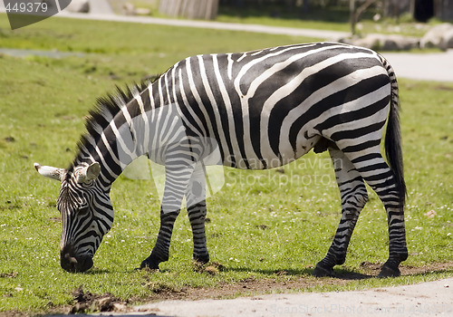 Image of Zebra