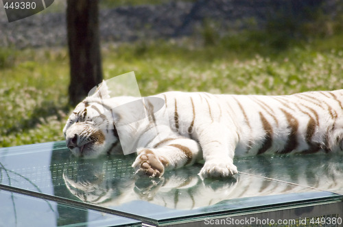 Image of White tiger