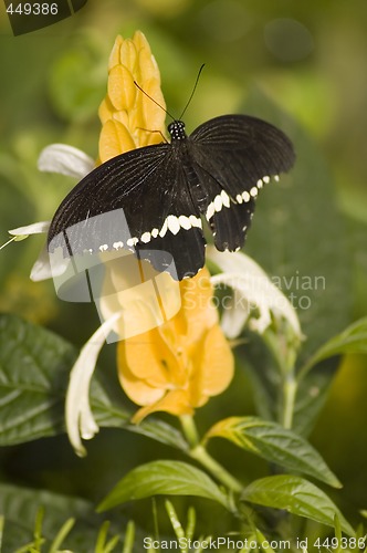 Image of Butterfly
