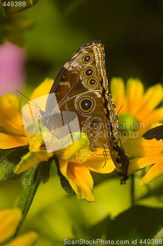 Image of Butterfly