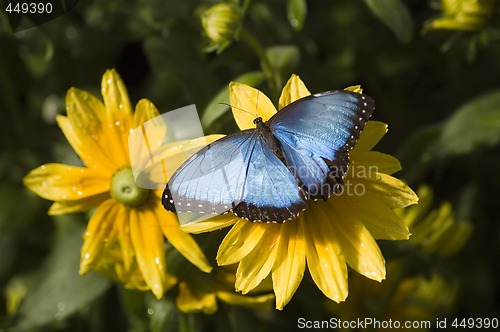 Image of Butterfly