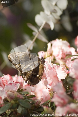 Image of Butterfly