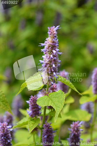 Image of Anise hyssop Golden Jubilee