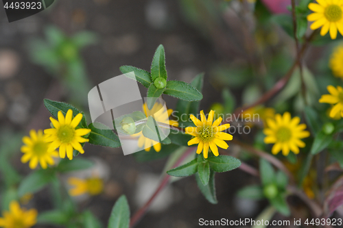 Image of Mexican creeping zinnia