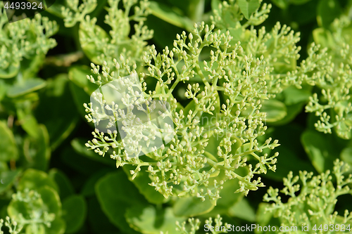 Image of Showy stonecrop