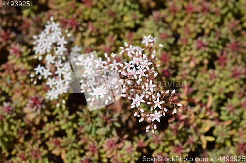 Image of Murale Stonecrop