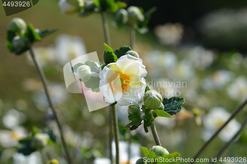 Image of Japanese anemone Honorine Jobert