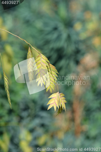 Image of Northern Sea Oats