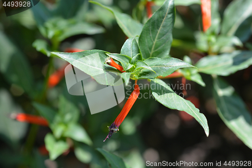 Image of Cigar flower