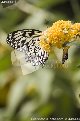 Image of Butterfly