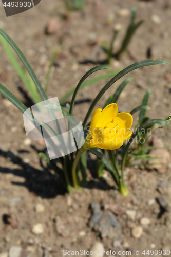 Image of Winter daffodil