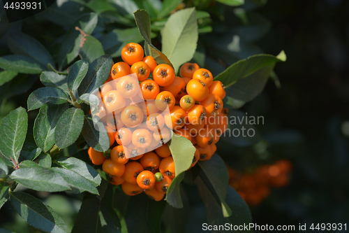 Image of Orange Firethorn