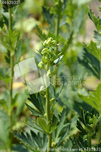 Image of Variegated monkshood