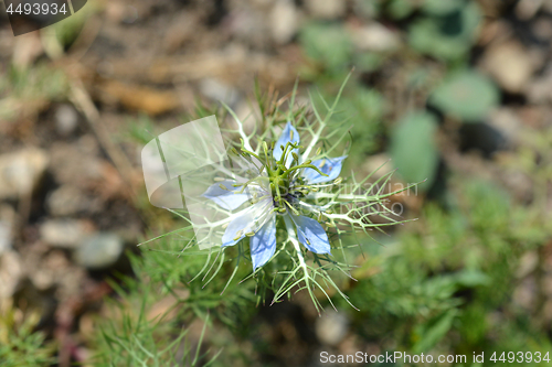 Image of Love-in-a-mist