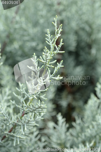 Image of Arizona cypress