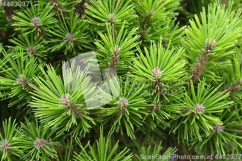 Image of Japanese red pine