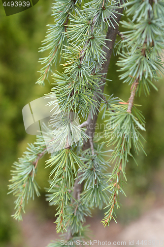 Image of Blue atlas cedar