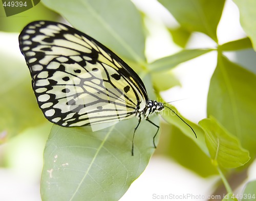 Image of Butterfly