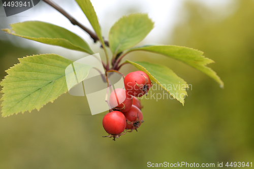 Image of Cockspur hawthorn