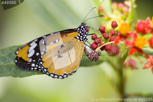 Image of Butterfly