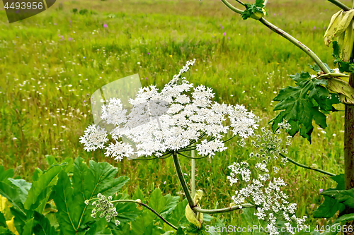 Image of Heracleum blooming white flowers