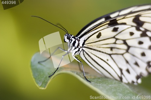 Image of Butterfly