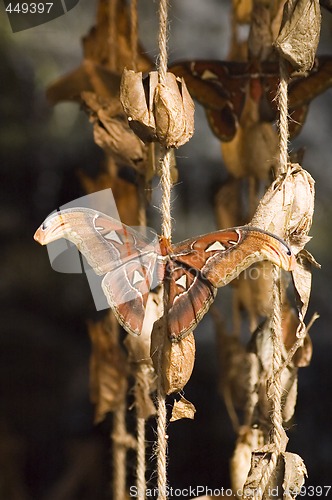 Image of Butterfly