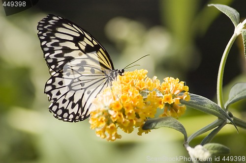 Image of Butterfly