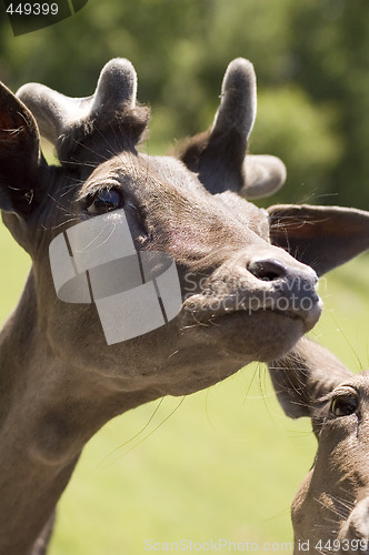 Image of Deer
