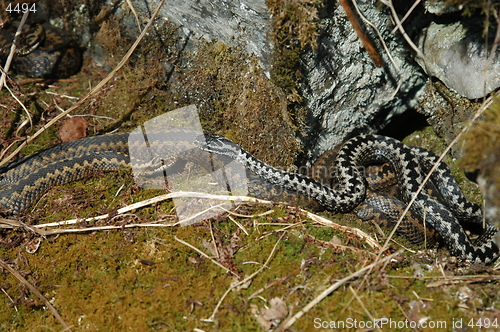 Image of Norwegian snakes_2_20.04.2005