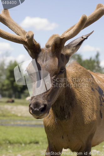 Image of Deer