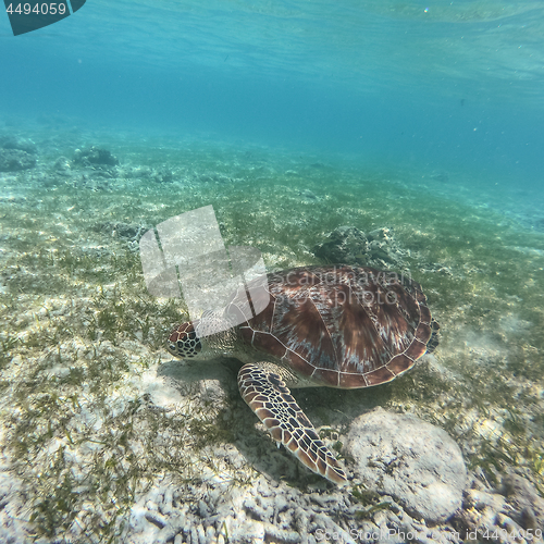 Image of Sea turtle feeding and swimming freely in the blue ocean.