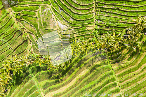 Image of Drone view of Jatiluwih rice terraces and plantation in Bali, Indonesia, with palm trees and paths.