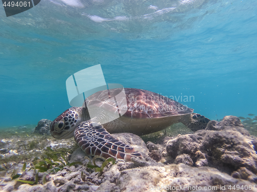 Image of Sea turtle feeding and swimming freely in the blue ocean.