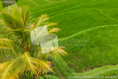 Image of Drone view of Jatiluwih rice terraces and plantation in Bali, Indonesia, with palm trees and paths.