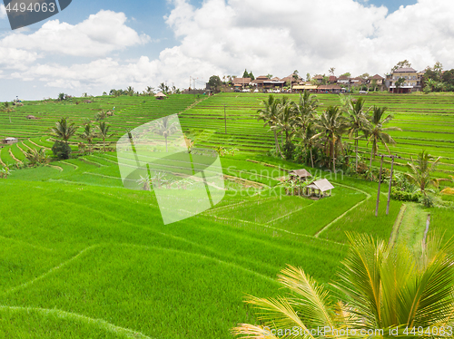 Image of Jatiluwih rice terraces and plantation in Bali, Indonesia, with palm trees and paths.