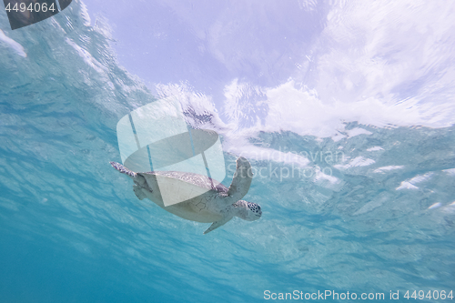 Image of Sea turtle swimming freely in the blue ocean.